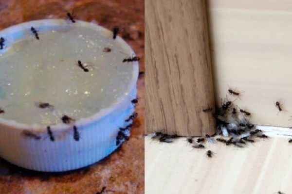 Τέλος τα μυρμήγκια: Κόλπα να τα εξαφανίσετε από το σπίτι και τη βεράντα σας! Έτσι δεν θα εμφανιστούν ξανά