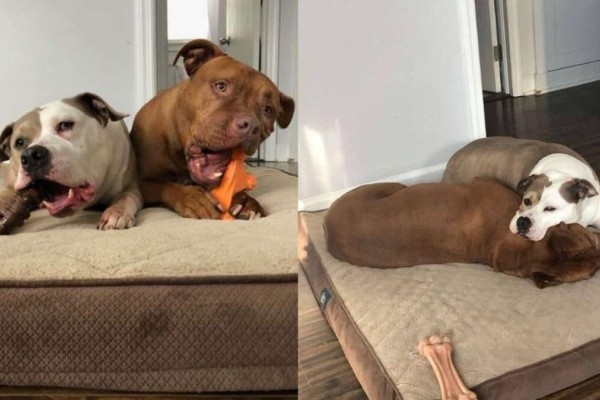 Η κρυφή κάμερα καταγράφει τη στιγμή που ένας σκύλος πηγαίνει το κρεβάτι του στον άρρωστο αδερφό του