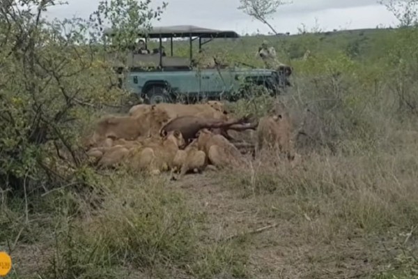 Βούβαλος ήταν πεσμένος στο έδαφος και 15 λιοντάρια τον είχαν περικυκλώσει - Αυτό που συμβαίνει στη συνέχεια σοκάρει... (Video)