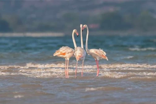 Κινηματογραφικό σκηνικό: Ο θαλάσσιος παράδεισος της Λαμίας με τα ροζ φλαμίνγκο στις εκβολές του Σπερχειού