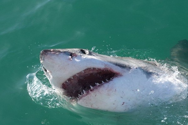 Τουρίστρια έζησε τον απόλυτο τρόμο: Η στιγμή που καρχαρίας της επιτίθεται και της κόβει χέρι και πόδι (video)