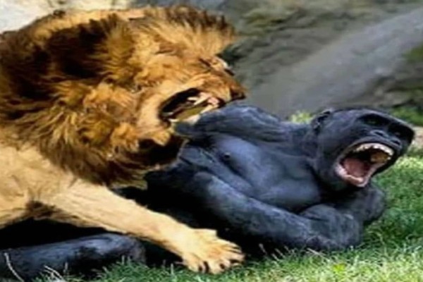 Επική τιτανομαχία ανάμεσα σε ένα λιοντάρι κι ένα γορίλα - Ο νικητής είναι πραγματικά απρόσμενος