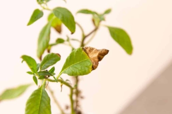 Ξαναδώστε τους ζωή: Το απίθανο κόλπο για να «αναστήσετε» τα μισοπεθαμένα φυτά σας!