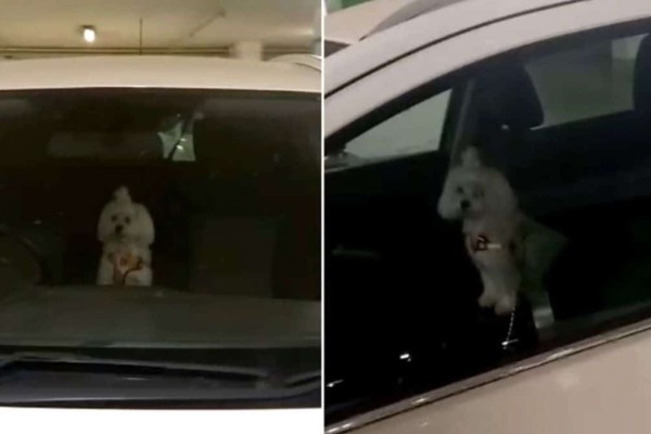 Μαρούσι: Οδηγός άφησε το σκυλάκι στο αυτοκίνητο με κλειστά παράθυρα και πήγε για... ψώνια