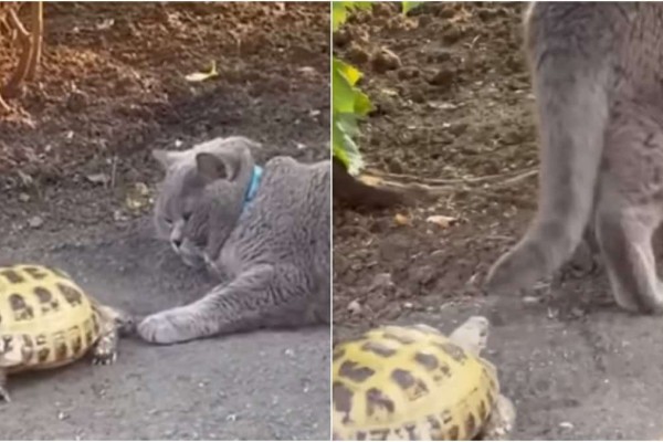 Πολύ γέλιο! Χελώνα κυνηγά γάτα και γίνονται viral στο TikTok (video)