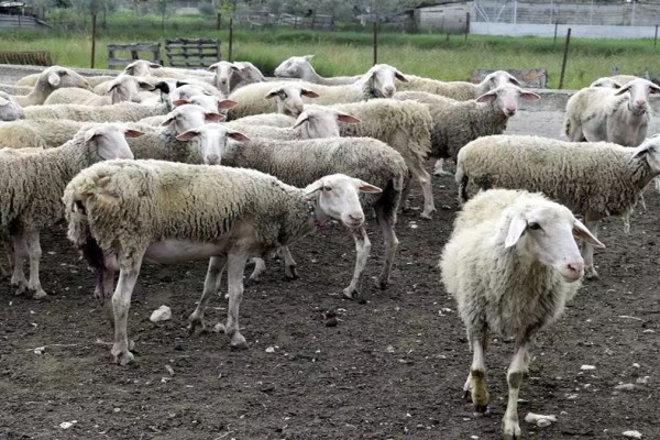 Τραγωδία στο Μέτσοβο: Κεραυνός σκότωσε κοπάδι με 50 πρόβατα 