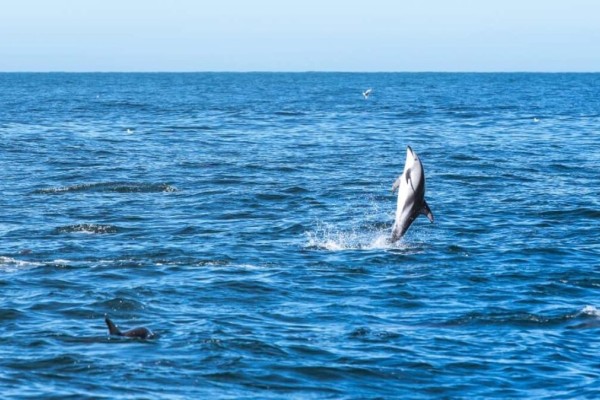 Πραγματικό υπερθέαμα στα ελληνικά νερά: Το μεγαλύτερο κοπάδι δελφινιών που έχει καταγραφεί στη χώρα, σε ένα εντυπωσιακό βίντεο!