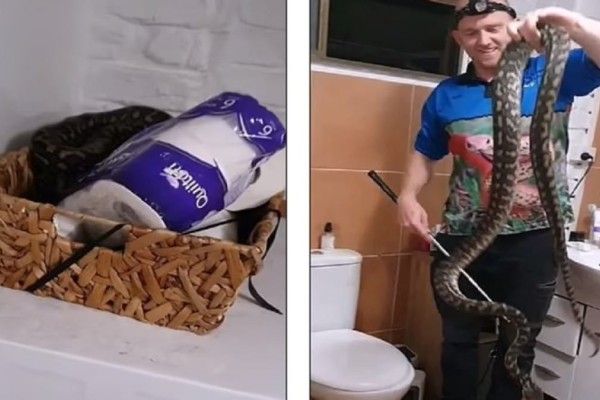 Τρόμος σε σπίτι οικογένειας: Ανακάλυψαν ένα τεράστιο φίδι κουλουριασμένο μέσα στο χαρτί της τουαλέτας τους! (Video)