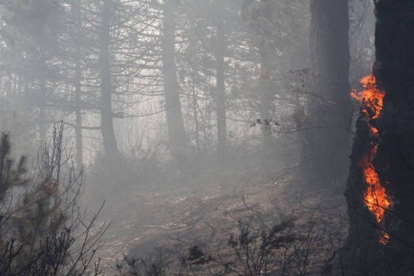 Φωτιά στη Βασιλική Λακωνίας – Επιχειρούν επίγειες κι εναέριες δυνάμεις