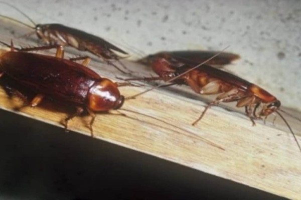Γιαγιά, ο μεγαλύτερος «εχθρός» της κατσαρίδας: Το απίθανο κόλπο των παλιών για να απαλλαγείτε χωρίς εντομοκτόνα!