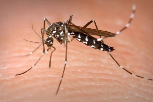Συναγερμός για μολυσμένα κουνούπια: Σε 60 ανέρχονται τα κρούσματα από τον ιό του Δυτικού Νείλου – Δύο θάνατοι