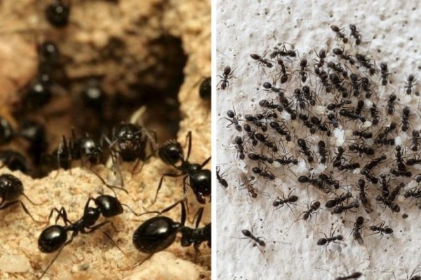 Αναπάντεχο: Το φυσικό υλικό για να διώξετε τα μυρμήγκια από το σπίτι βρίσκεται στο ψυγείο σας!