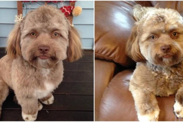 Είναι «καρμπόν»: Αυτός ο σκύλος μοιάζει με άνθρωπο και έχει τρελάνει το διαδίκτυο (φωτο)