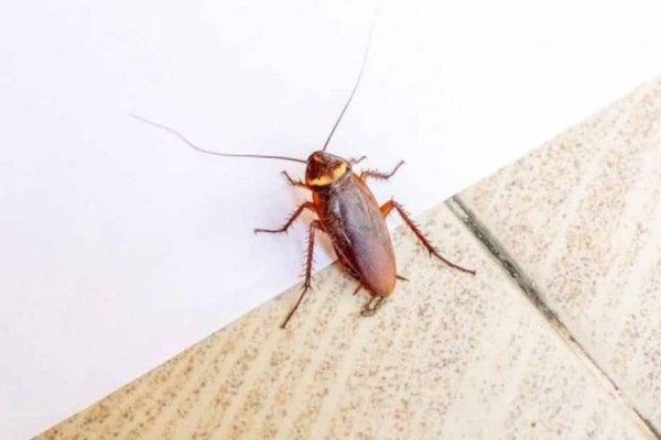 Βρίσκεται στο ψυγείο σας: Το φυσικό υλικό για να διώξετε τα μυρμήγκια και τις κατσαρίδες