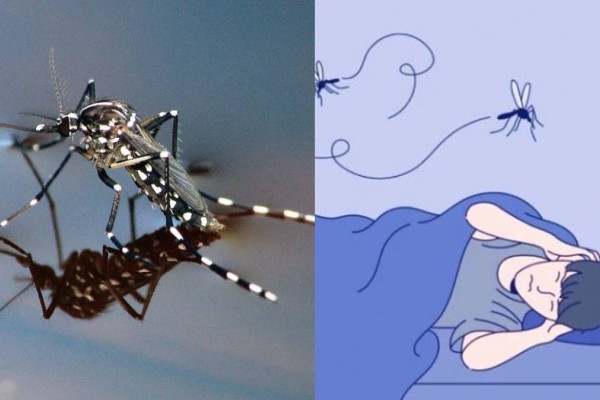 Έψαλλαν το «κύκνειο άσμα»: Ο έξυπνος, απλός και φυσικός τρόπος, για να ησυχάσετε από τα κουνούπια με 6 βήματα