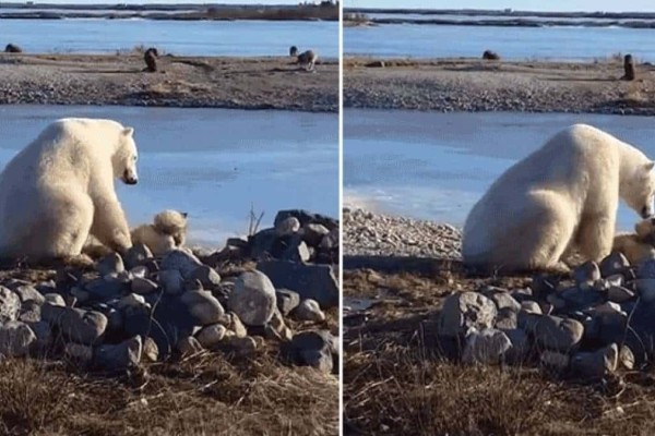 «Η καρδιά μου πήγε να σπάσει»: Η συγκινητική στιγμή που αρκούδα συναντά σκύλο και προτιμά να τον χαϊδέψει αντί να του επιτεθεί (video)