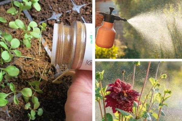 Παίρνει και ρίχνει μια κουταλιά κανέλα στις γλάστρες: Το κόλπο για να εξολοθρεύσετε τα μυρμήγκια από τα φυτά σας και όχι μόνο!