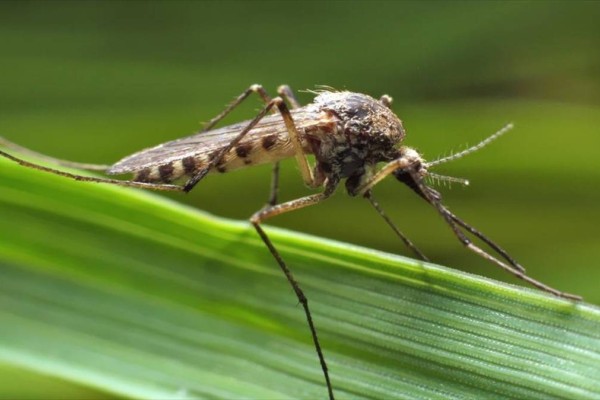 Συναγερμός για μολυσμένα κουνούπια: Σε 146 ανέρχονται τα κρούσματα από τον ιό του Δυτικού Νείλου – Τι πρέπει να κάνετε