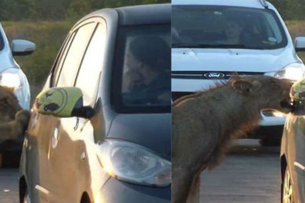 Λιοντάρι επιχειρεί να ανοίξει πόρτα αυτοκινήτου! Αυτό που γίνεται στη συνέχεια θα σας παγώσει!