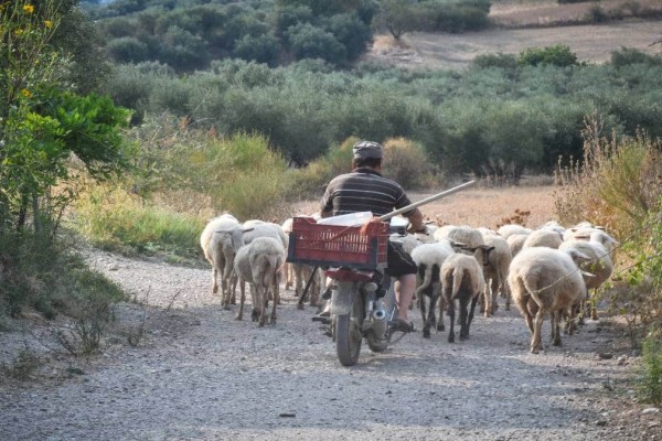 Φρίκη στην Κύπρο: Έμπαινε κρυφά στη μάντρα και κακοποιούσε σεξουαλικά τα πρόβατα