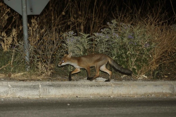 Φρίκη στην Καστοριά: Έκοψαν τα πόδια σε αλεπού και την άφησαν να πεθάνει από αιμορραγία (σκληρές εικόνες)