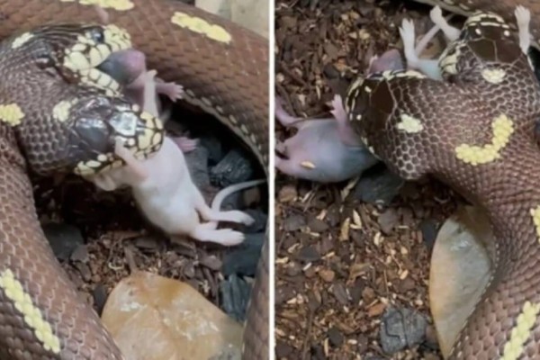 Δικέφαλο φίδι καταβροχθίζει ποντίκια - Το viral βίντεο που ανατριχιάζει!