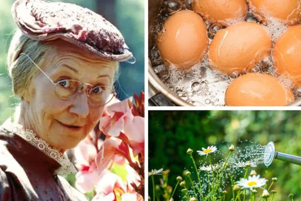 «Το έκανε βούκινο» η γιαγιά: Απίστευτο κόλπο με το βρασμένο νερό από τα αυγά – Θαυματουργό αποτέλεσμα στα φυτά