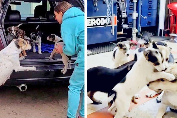 «Χαράς ευαγγέλια»: Μαμά σκυλίτσα επανενώνεται με τα 9 κουτάβια που της είχαν κλέψει (video)
