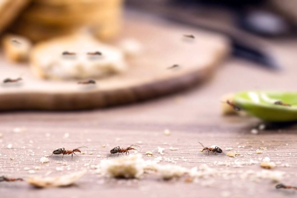 Μυρμήγκια στο σπίτι; Εξαφανίστε τα με 9+1 φυσικούς τρόπους