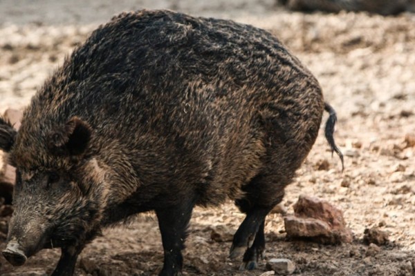 Σοκαριστικό τροχαίο στο Βόλο: Νεκρός 25χρονος μετά από σύγκρουση του αυτοκινήτου του με αγριογούρουνο!