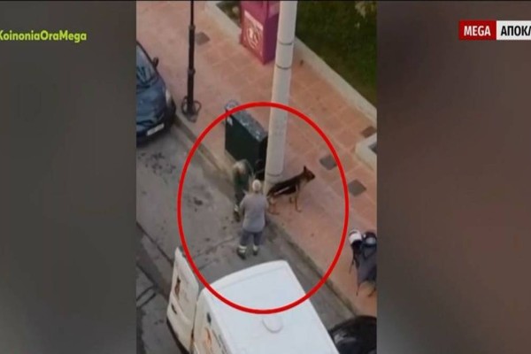 Τρόμος στη Δραπετσώνα: Συνελήφθη η ιδιοκτήτρια του λυκόσκυλου που κατασπάραξε μικρό κανίς