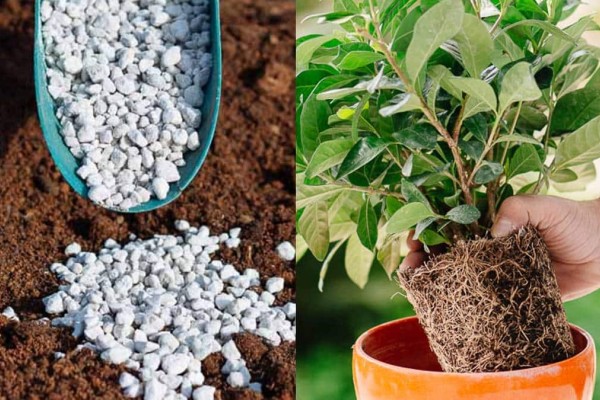 Τα μυστικά του κήπου: Πώς χρησιμοποιείται η ελαφρόπετρα στα φυτά και στις καλλιέργειες