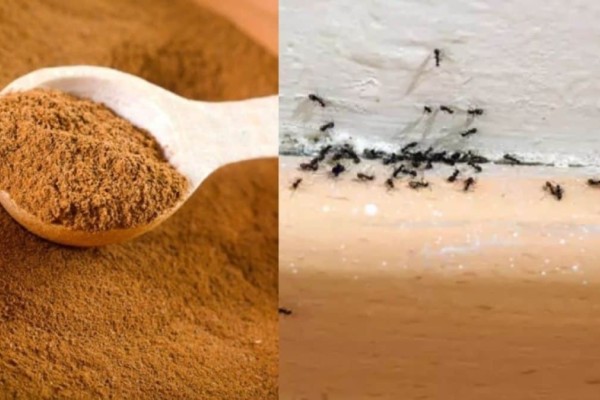 Τέλος στον «εφιάλτη» των μυρμηγκιών: Δεν είναι μόνο η κανέλα - 6 άγνωστα υλικά για πεντακάθαρο σπίτι
