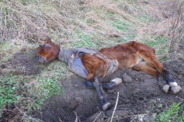 Αυτό το σκελετωμένο άλογο ήταν εγκαταλελειμένο...Η μεταμόρφωή του θα σας συγκινήσει!