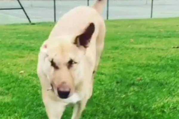 Σώθηκε από θαύμα: Η συγκλονιστική ιστορία του σκυλιού που επέζησε μετά από 17 πυροβολισμούς