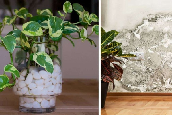 Αναπνεύστε ελεύθερα: Τα 10 φυτά για καθαρή ατμόσφαιρα και για τη σωστή υγρασία στο σπίτι σας