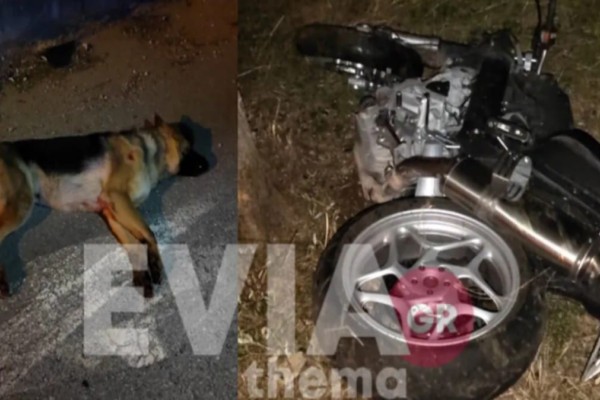 Τραγωδία στην άσφαλτο: Νεκρός 47χρονος γιατρός σε τροχαίο με μοτοσικλέτα - Η μοιραία σύγκρουσή του με σκύλο (video)