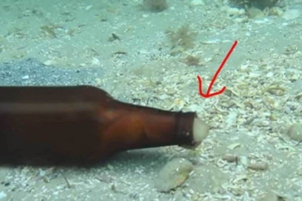 Δύτης βλέπει ένα γυάλινο μπουκάλι να κουνιέται μόνο του στο βυθό - Τότε ένα μυστηριώδες πλάσμα βγαίνει από μέσα... (Video)