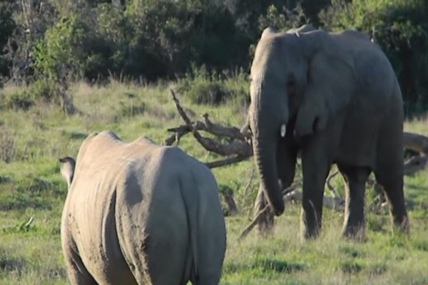 Ελέφαντας ήρθε αντιμέτωπος με έναν ρινόκερο αλλά αυτό που κάνει θα σας αφήσει άφωνους (video)