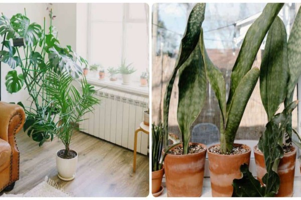 4 μαγαζιά της Αθήνας που είναι γεμάτα με φυτά και μοιάζουν με μικρές ζούγκλες