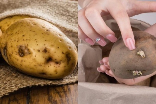 Φύτρες στις πατάτες: Πώς θα τις ξεφορτωθείτε εύκολα και 4 συμβουλές για σωστή συντήρηση