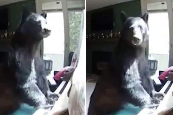 Κρυφή κάμερα δείχνει αρκούδα να μπαίνει σε σπίτι και να πλησιάζει το πιάνο - Άπαντες έπαθαν σοκ με αυτό που αντίκρισαν