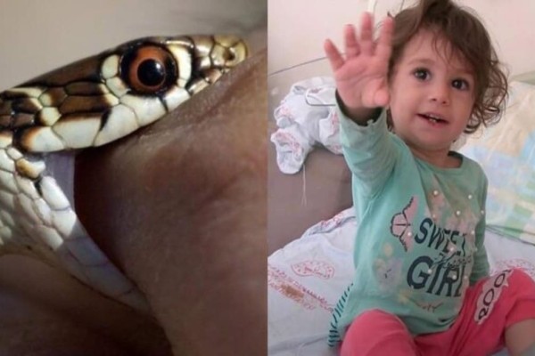 «Πάγωσαν» οι πάντες με την επική μάχη μωρού με φίδι - Επιτέθηκε σε 2χρονη και εκείνη το δάγκωσε