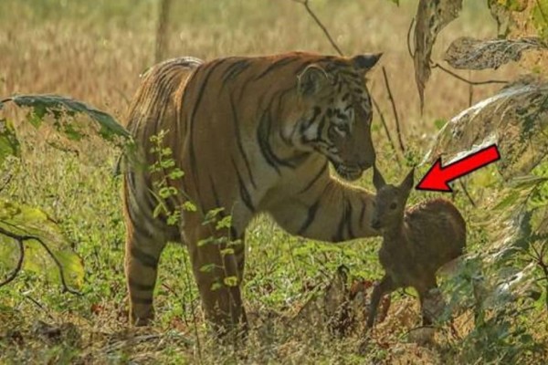Μια τίγρης βλέπει ένα μικρό ελαφάκι - Δεν θα πιστεύετε στα μάτια σας με την αντίδρασή της