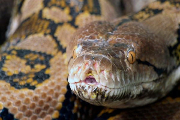 Τρομακτικό: Αυτό το αγοράκι έπαιζε αμέριμνο όταν ξαφνικά πετάχτηκε από τους θάμνους ένα τεράστιο φίδι (Video)