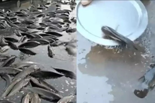 Σκηνές «Αποκάλυψης» στην Αυστραλία -  Άνοιξαν οι ουρανοί και έβρεξε ζωντανά ψάρια