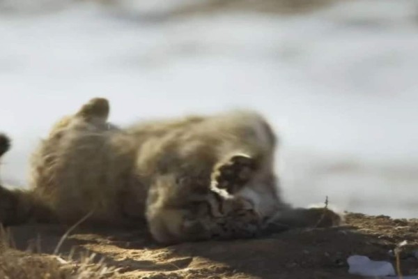Απίστευτο: Επιστήμονες ανακάλυψαν σπάνιο είδος γάτας στο Έβερεστ (Video)