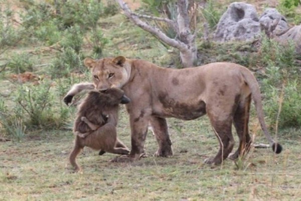 Θηλυκό λιοντάρι σκοτώνει μπαμπουίνο και ανακαλύπτει το μωρό του. Αυτό που ακολούθησε μετά είναι αξιοπερίεργο!