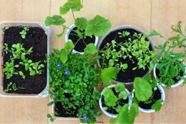 Η χαρά του τεμπέλη σε κήπο και μπαλκόνι: 5 φυτά που δε χρειάζονται ποτέ πότισμα!