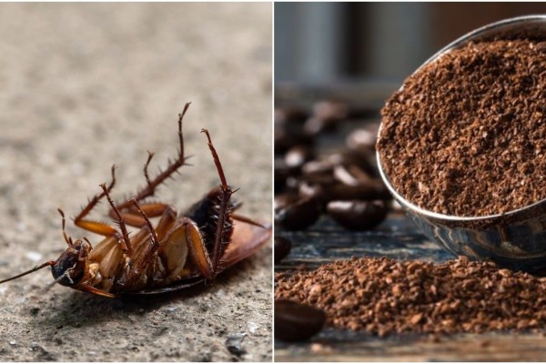 Κατσαρίδες στο σπίτι: Η φυσική παγίδα με… καφέ για να απαλλαγείτε οριστικά